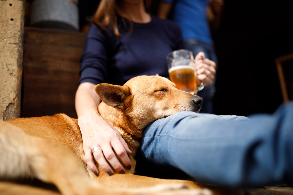 How to Train Your Pup to Fetch You a Beer from the Fridge