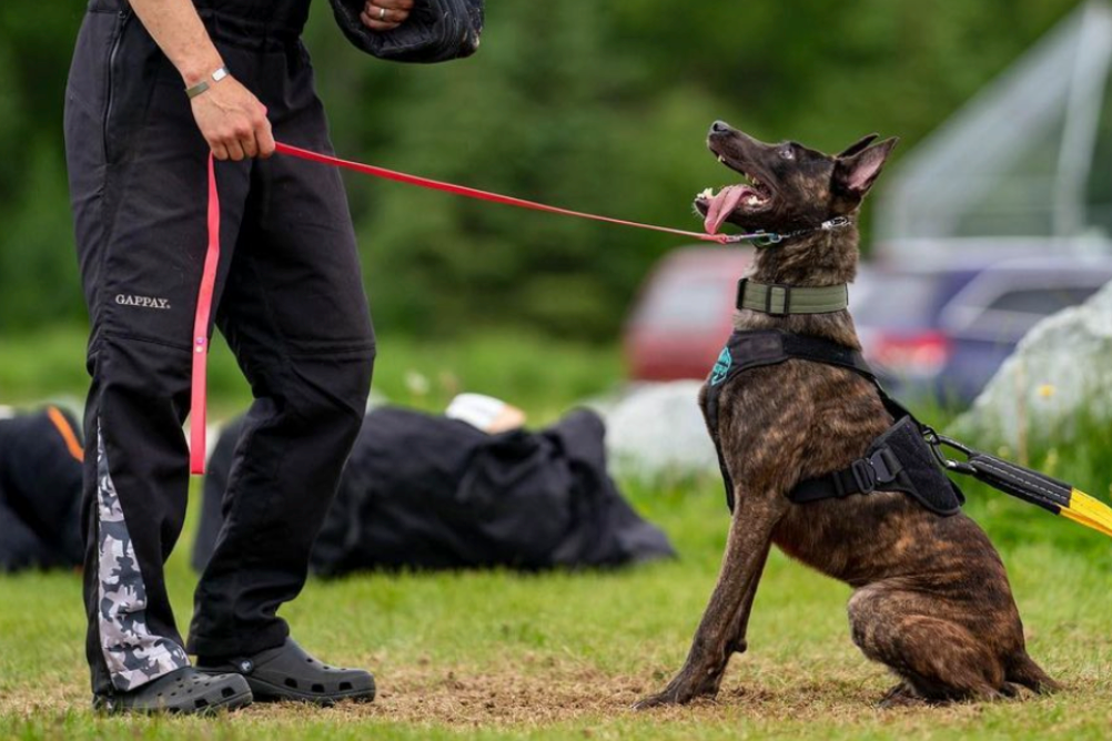 3 Tips on How to Act When Encountering a Working K9