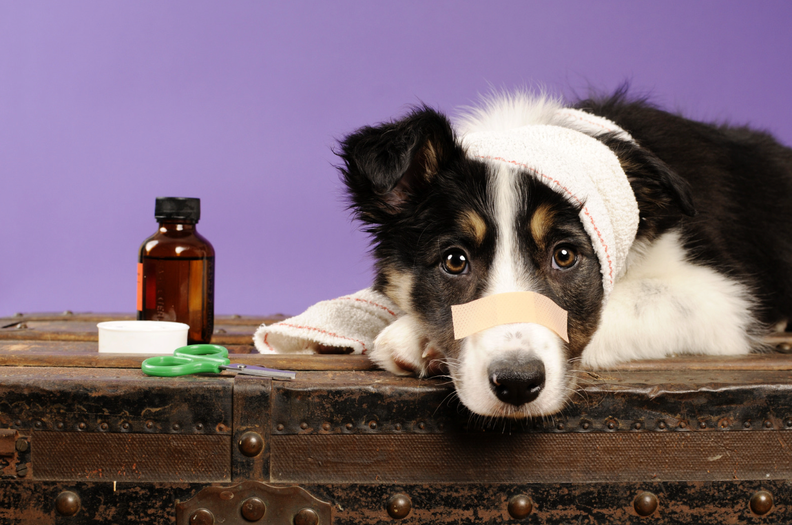 5 Common Household Items that are Toxic to Dogs