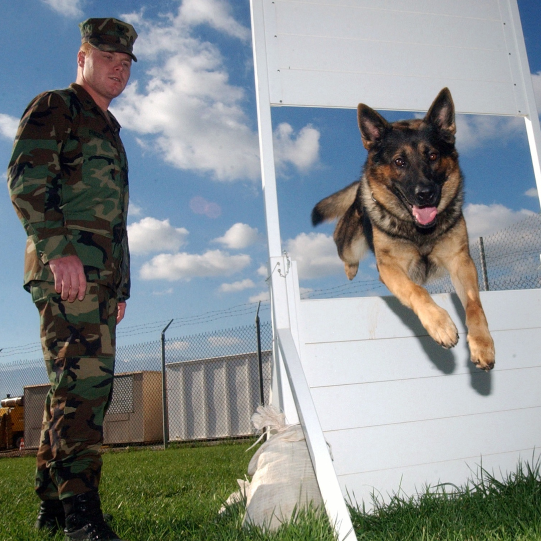 Guide to Military Dog Training