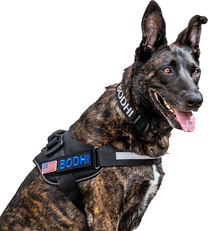 Tactical Collar Back Brace Support Wrap Adjustable Full Body Harness  Protective Vest For Various Sizes Injured Elderly Dogs From Wuliannanya,  $19.42